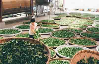 茶葉生產(chǎn)分析